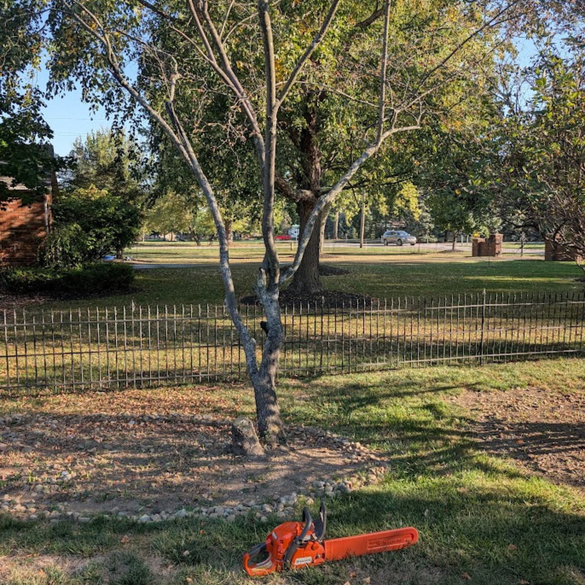 Small Tree Removal Service